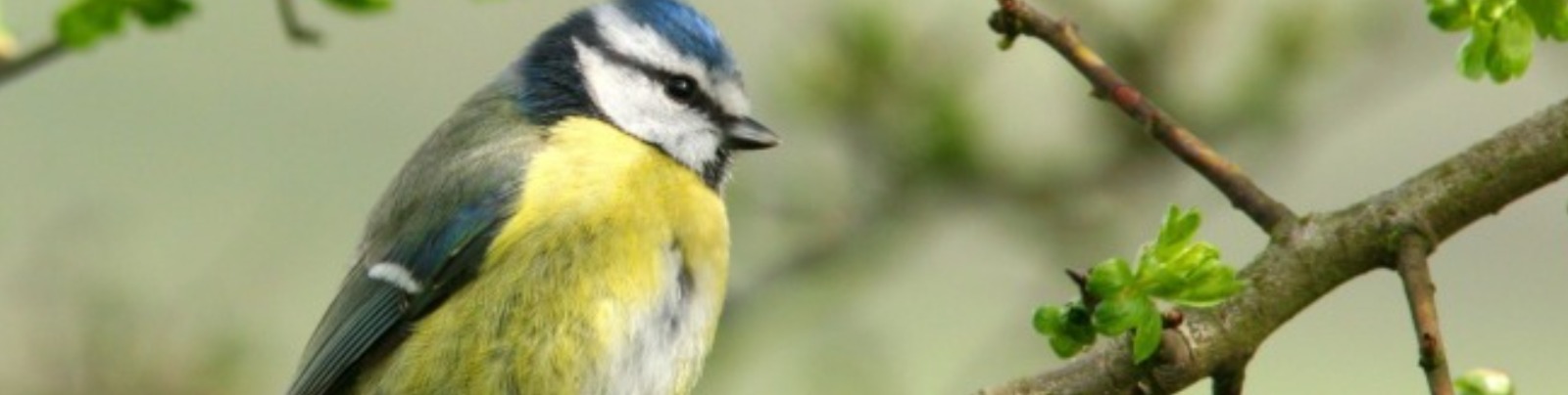 Bird on branch